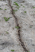 Ants crossing a road,Lake Mburo National Park, Uganda, Africa