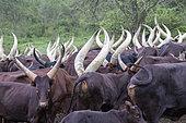 Ankole-Watusi (Bos taurus primigenius) , Lake Mburo National Park, Uganda, Africa