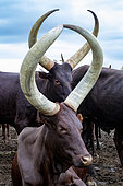 Ankole-Watusi (Bos taurus primigenius) , Lake Mburo National Park, Uganda, Africa