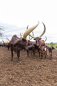 Ankole-Watusi (Bos taurus primigenius) , Lake Mburo National Park, Uganda, Africa