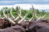 Ankole-Watusi (Bos taurus primigenius) , Lake Mburo National Park, Uganda, Africa