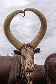 Ankole-Watusi (Bos taurus primigenius) , Lake Mburo National Park, Uganda, Africa
