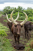 Ankole-Watusi (Bos taurus primigenius) , Lake Mburo National Park, Uganda, Africa