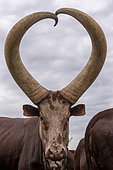 Ankole-Watusi (Bos taurus primigenius) , Lake Mburo National Park, Uganda, Africa