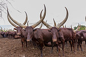 Ankole-Watusi (Bos taurus primigenius) , Lake Mburo National Park, Uganda, Africa