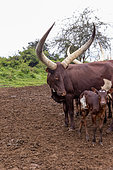 Ankole-Watusi (Bos taurus primigenius) , Lake Mburo National Park, Uganda, Africa