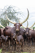 Ankole-Watusi (Bos taurus primigenius) , Lake Mburo National Park, Uganda, Africa