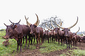 Ankole-Watusi (Bos taurus primigenius) , Lake Mburo National Park, Uganda, Africa