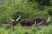 Ankole-Watusi (Bos taurus primigenius) , Lake Mburo National Park, Uganda, Africa