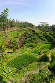 Tegallalang terraced rice field, Ubud region, Bali Island, Indonesia