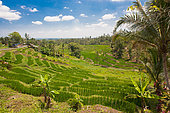 Rice terrace, South Sector of Taman Ayun, Bali Island, Indonesia
