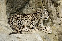 Snow leopards (Panthera uncia), mother and young J, captive, sitting on rocky outcrop, occurrences Himalaya, Pamir, Hindukush, Altaj, Nepal, India, Tibet, Russia, Europe