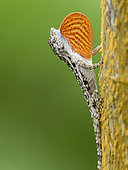 Lichen Anole (Anolis pentaprion), male displaying, Bocas del Toro, Panama
