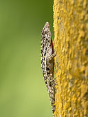 Lichen Anole (Anolis pentaprion), male, Isla Bastimentos, Bocas del Toro, Panama