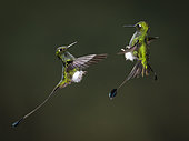 Booted Racket-tail (Ocreatus underwoodii), two males confronting each other, Ecuador