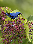 Shining Honeycreeper (Cyanerpes lucidus), male feeding on Miconia berries, Bocas del Toro, Panama