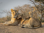 Lion (Panthera leo), femelle avec lionceau joueur, Tswalu Kalahari, Afrique du Sud, janvier