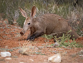 Aardvark (Orycteropus afer), adult male, Tswalu Kalahari, South Africa, August
