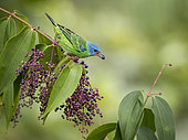 Blue Dacnis (Dacnis cayana), female feeding on Miconia berries, Bocas del Toro, Panama