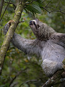 Brown-throated Three-toed Sloth (Bradypus variegatus), Panama