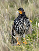 Carunculated Caracara (Phalcoboenus carunculatus), Ecuador