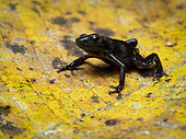 Green-and-black Poison-frog (Dendrobates auratus), very dark morph from Guna Yala, Panama, February