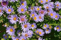Pyrenean aster (Aster pyrenaeus), Habitat: lawns, wet rocky outcrops, Mountain floor, Pyrenean endemic (very rare), Vallée d'Ossau, Pyrénées Atlantiques, France