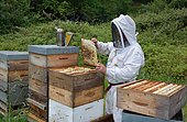 Mountain beekeeper: weekly control of the colony. Buckfast bees: crossing of 2 strains: Italian bees and black bees. Characteristics: prolific and known for their gentle behaviour, Lacarry, La Soule, Basque Country, France.