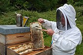 Beekeeper uncapping a few cells on a frame containing the honey reserves on the periphery of the brood, Lacarry, La Soule, Basque Country, France