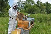 Beekeeper smoking hives during the weekly control of the apiary. Abeilles Buckfast: cross between Italian bees and black bees, Lacarry, La Soule, Basque Country, France