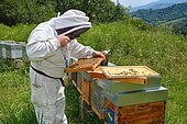 Beekeeper looking for the queen using a magnifying glass. Buckfast Bees, Lacarry, La Soule, Basque Country, France