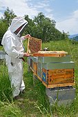 Mountain beekeeper during the weekly control of his apiary, Buckfast bees, Lacarry, La Soule, Basque Country, France