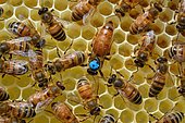 Buckfast bees: Queen laying in a cell, surrounded by workers, Lacarry, La Soule, Basque Country, France