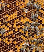 Buckfast bees, brood with pollen-filled cells and open cells occupied by larvae, Lacarry, La Soule, Basque Country, France