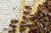 Buckfast bees feeding on chestnut honey in uncapped cells, Lacarry, La Soule, Basque Country, France