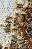 Buckfast bees feeding on chestnut honey in uncapped cells, Lacarry, La Soule, Basque Country, France