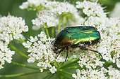 Rose chafer (Cetonia aurata) foraging on an umbelliferae, summer, Finistère, France