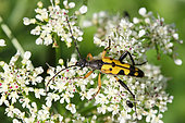Long-horned beetle (Leptura maculata) gathering an umbellifer, summer, Finistère, France