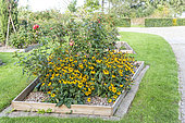 Rudbeckia in a wooden square in summer, Pas-de-Calais, France
