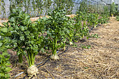 Celeriac in a greenhouse in summer, Pas-de-Calais, France