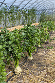 Celeriac in a greenhouse in summer, Pas-de-Calais, France