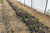 Zucchini plants in a greenhouse, summer, Pas-de-Calais, France