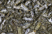 Beach hoppers (Megalorchestia sp) eating kelp, Santa Barbara county, California