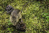Western Jumping Mouse (Zapus princeps), Glacier National Park, Montana.