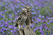 Little owl (Athena noctua) perched on a post in the british countryside