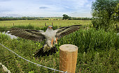 Cuckoo (Cuculus canorus) landing on a fence post in the British countryside