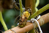 Rot on Pickle (Cucumis sativus) in the vegetable garden