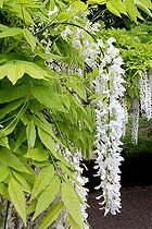 Pergola of white wisterias (Wisteria floribunda alba), France