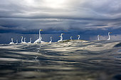 Great egret (Egretta alba) in the water, mouth of the Rio Dulce, Gulf of Honduras, Livingston, Guatemala.