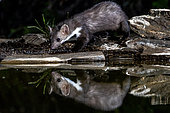 Beech marten (Martes foina) at the water's edge, Extremadura, Spain